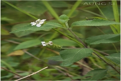 Lantana indica var. albiflora